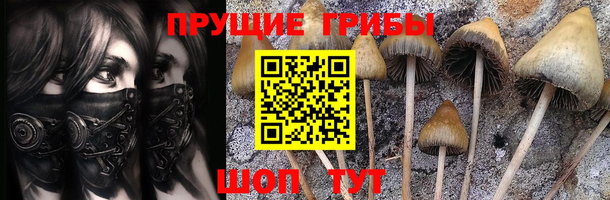 Новозыбков  Псилоцибиновые грибы Psilocybe  Вход с VPN  Псилоцибиновые грибы GOLDEN TEACHER 